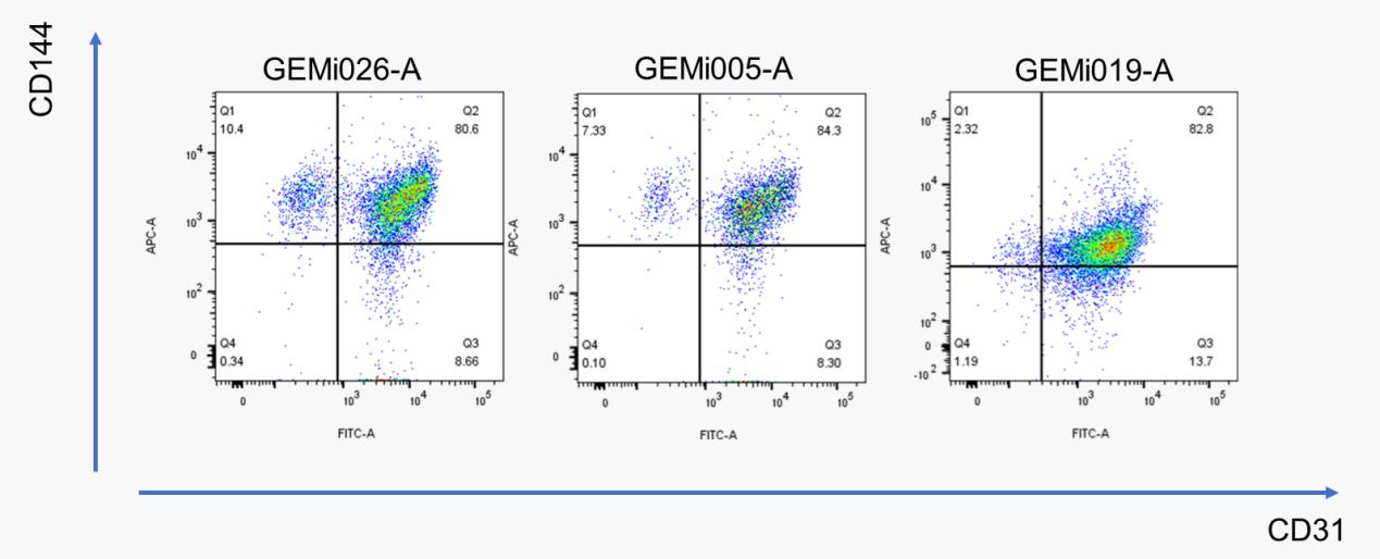 iFlow Cytometry Analysis: The proportion of CD144+CD31+ cells exceeds 80%.