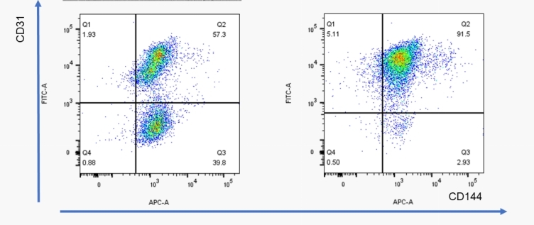 Specific Marker: CD144 (VE-cadherin).