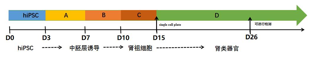 肾类器官分化流程图.jpg