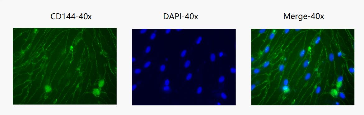 Comparative Performance: The proportion of CD144 and CD31 double-positive endothelial cells from Somax's kit is comparable to that of similar products.