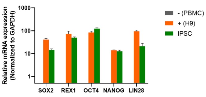 Reverse Transcription PCR (RT-PCR) Validation of Pluripotency Genes