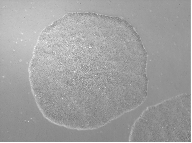 1.Cell line morphological characterization: a image taken under low magnification of a standard light microscope.