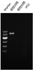 4.Mycoplasma Detection: PCR identification electrophoresis image!