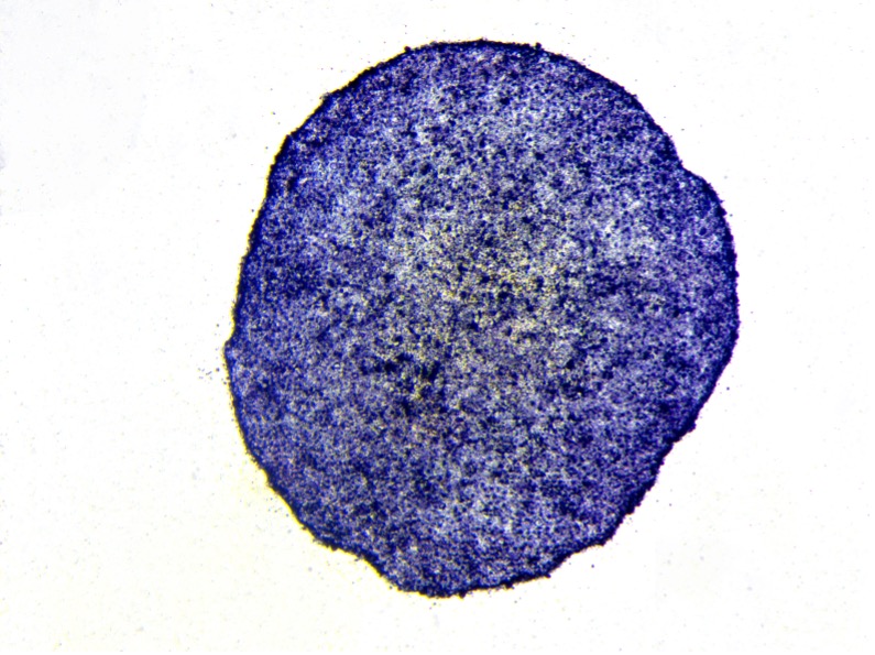 2.Alkaline Phosphatase (AP) staining: 