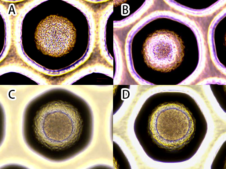 Demonstration of Pellet Formation